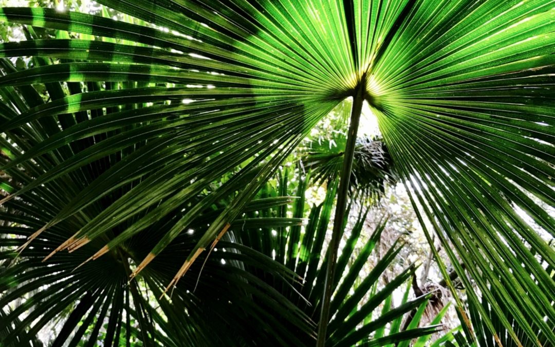 Exploring Pacific Palms, NSW: A Coastal Paradise Awaits
