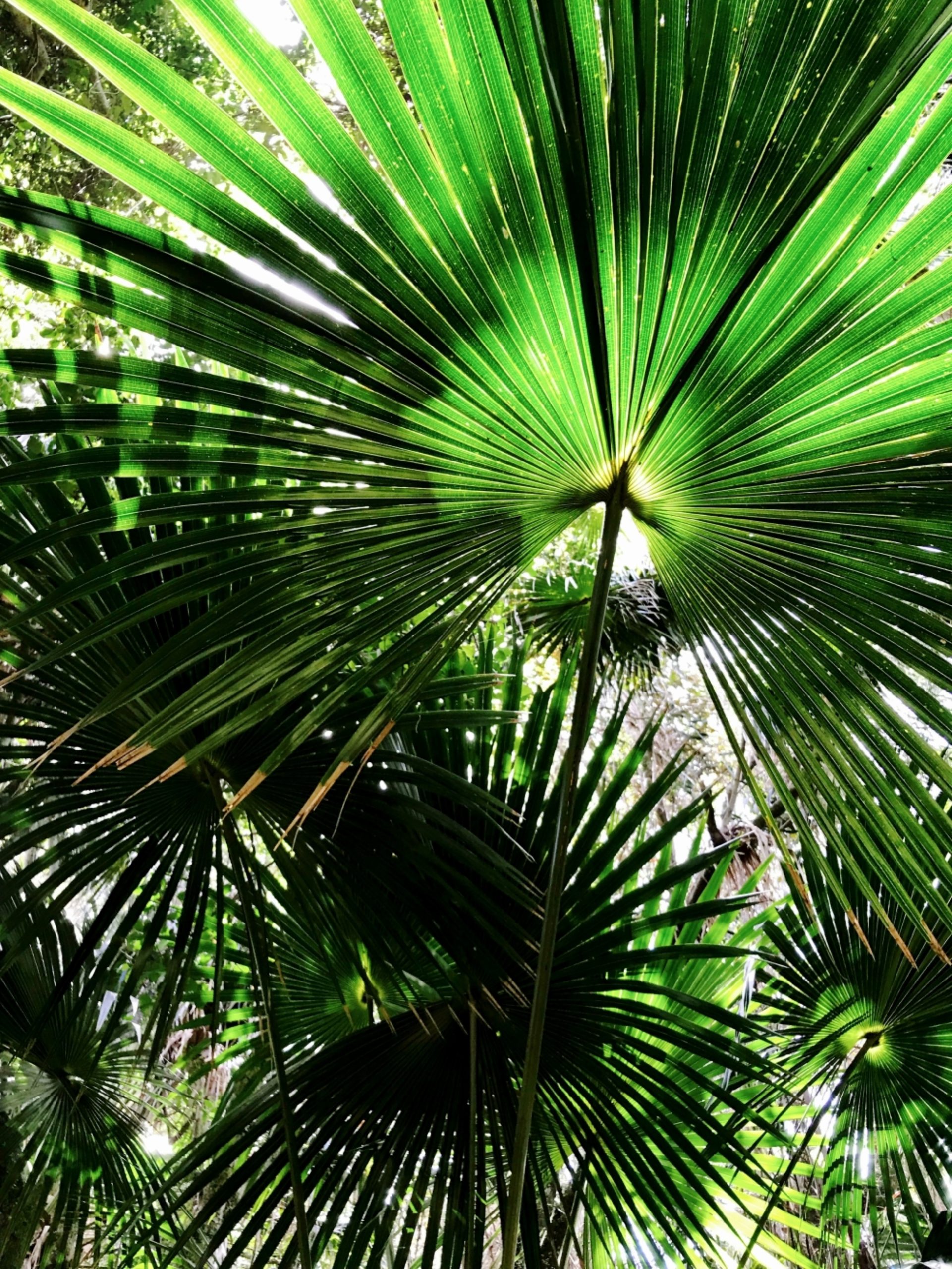 Blueys Retreat - Palms