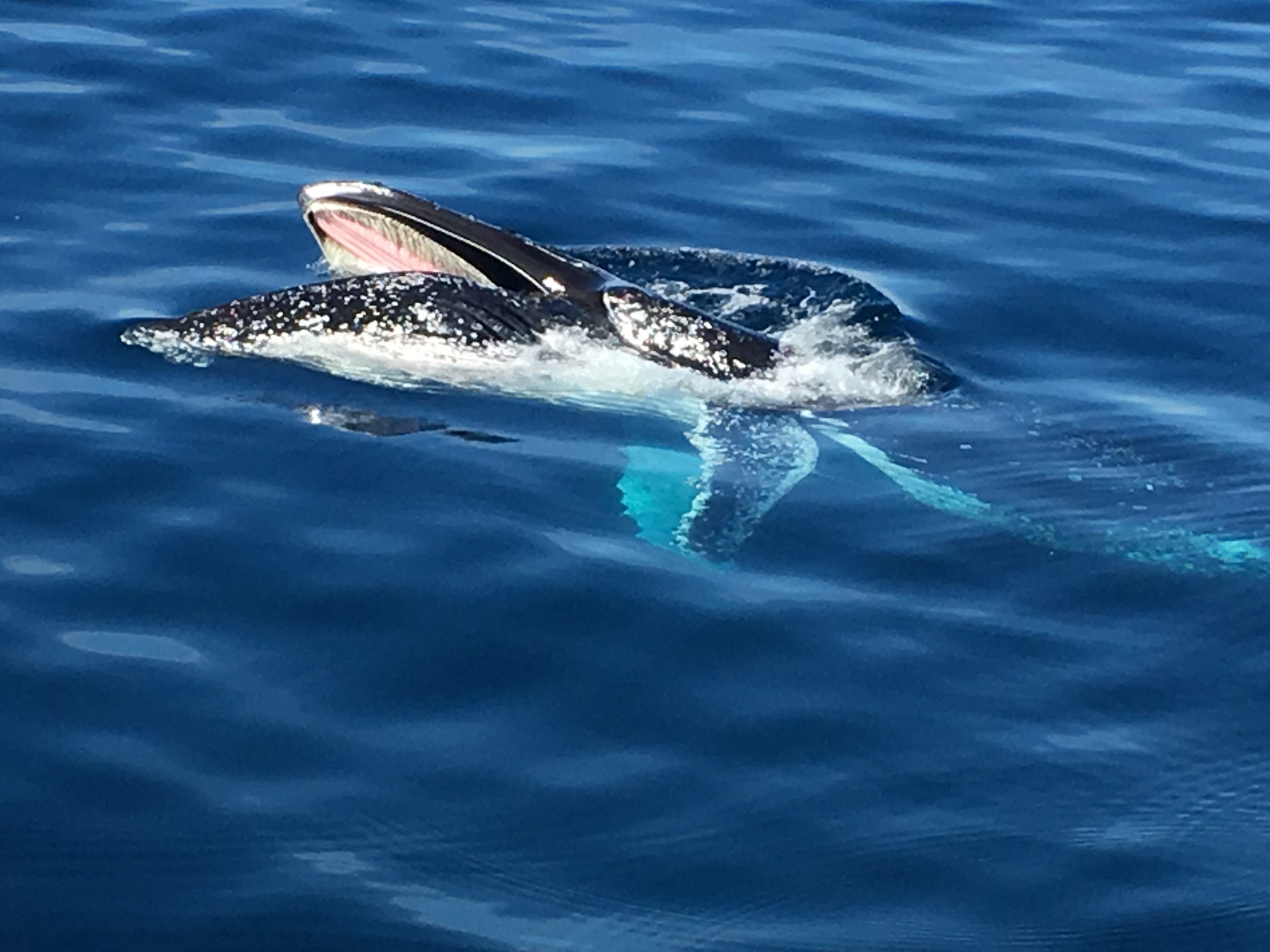 Whale Watching in Forster NSW