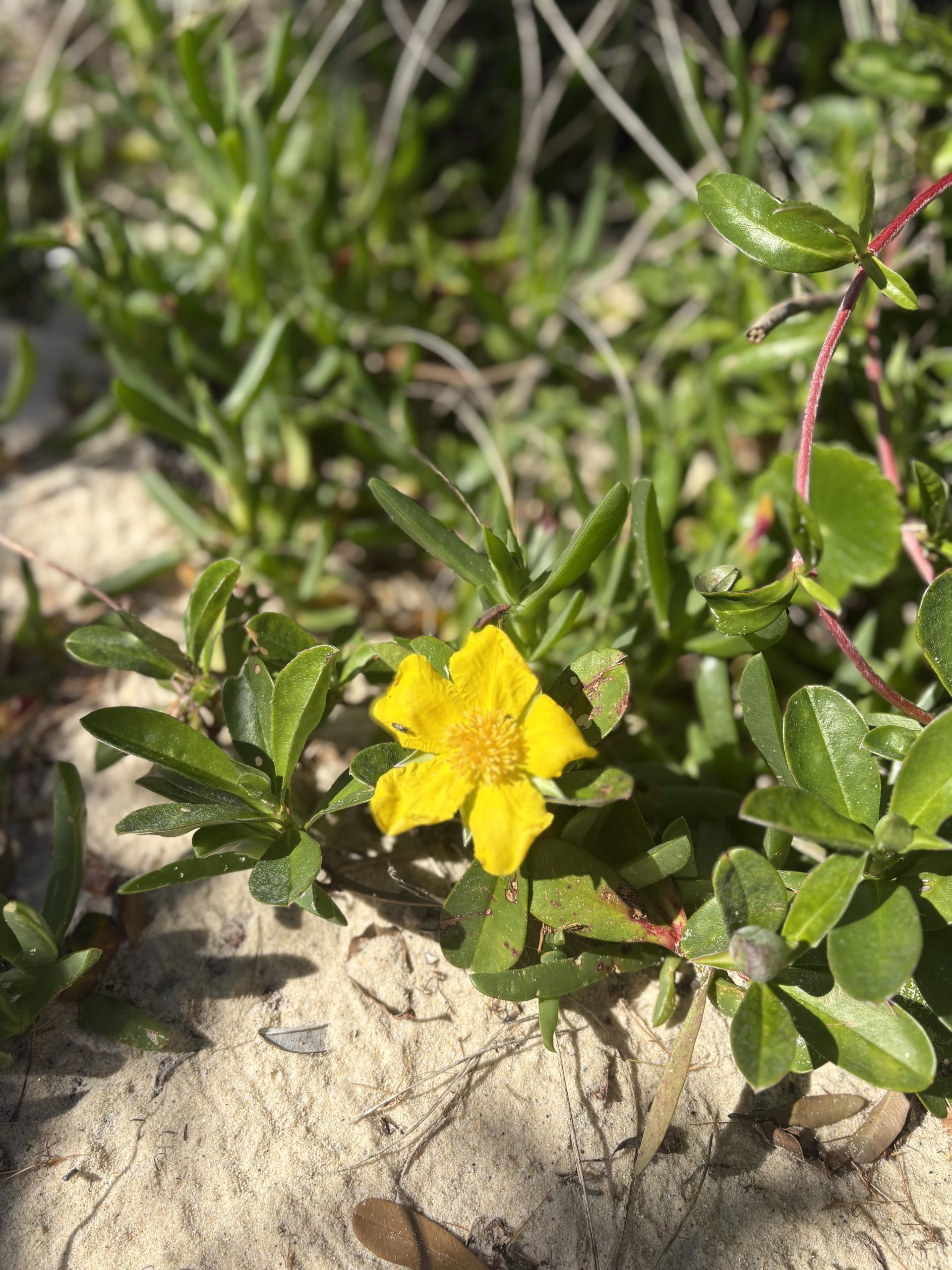 Native Australian Beautiful Yellow Flower