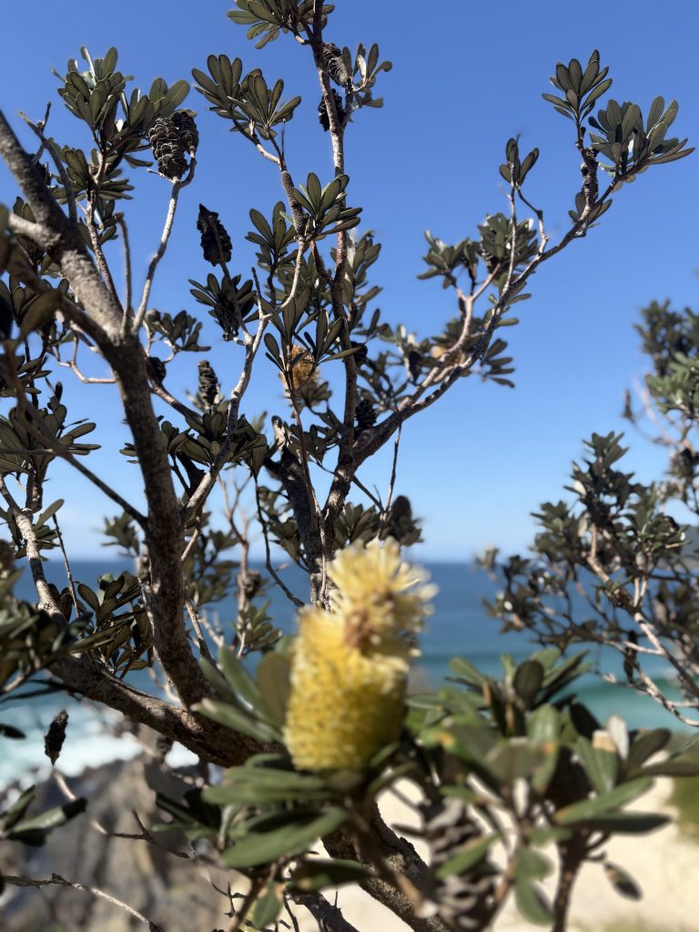 Native banksia nsw coast
