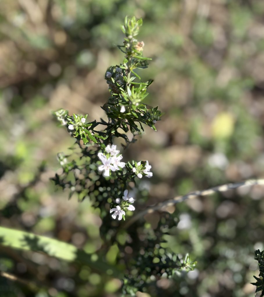 Westringia fruticosa, also known as Coastal Rosemary