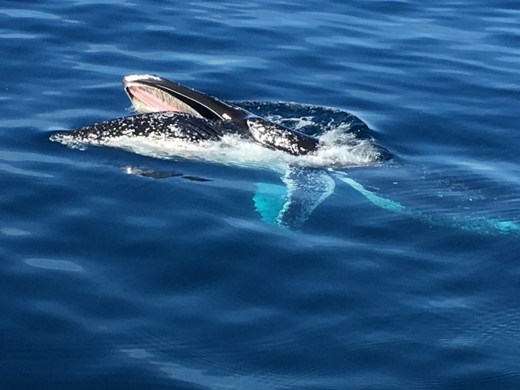 Whale Watching Near Pacific Palms, NSW